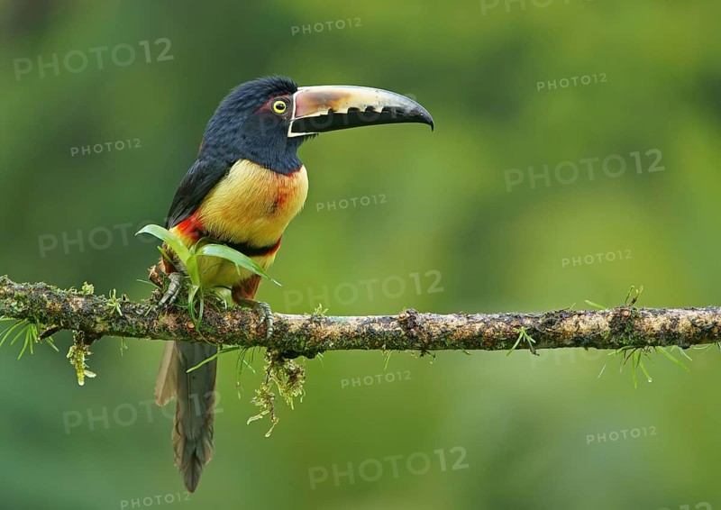 Collared aracari (Pteroglossus torquatus) sitting on branch
