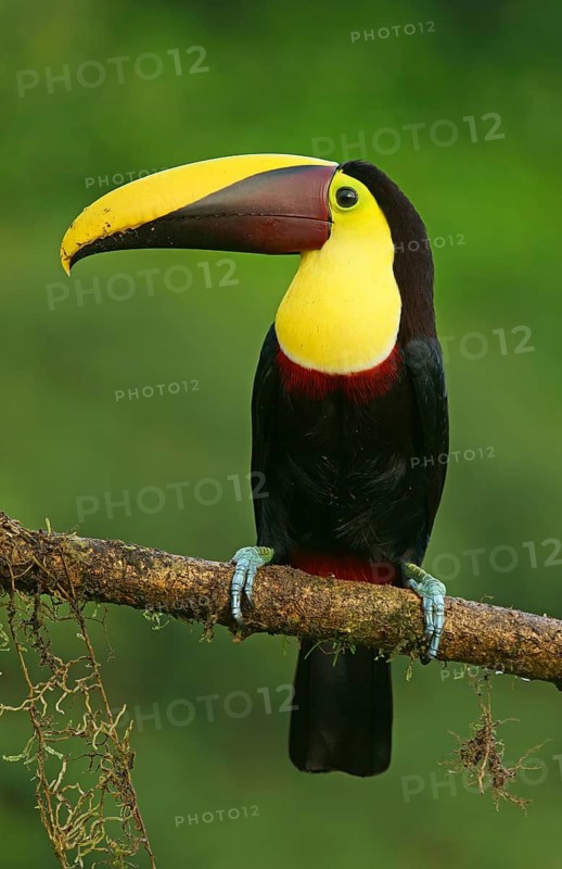 Black-mandibled toucan (Ramphastos ambiguus) sits on branch