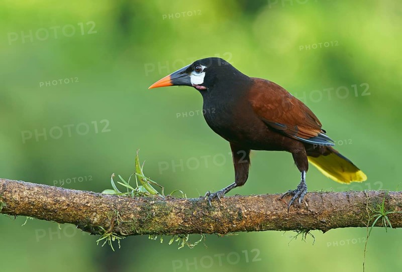 Montezuma Oropendola (Gymnostinops montezuma) sits on branch