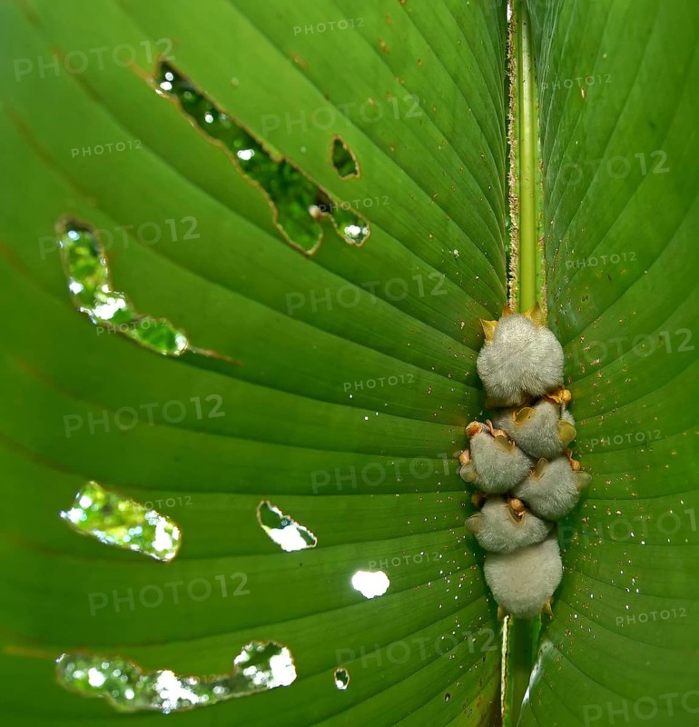 Honduran white bats (Ectophylla alba) hanging on a leaf