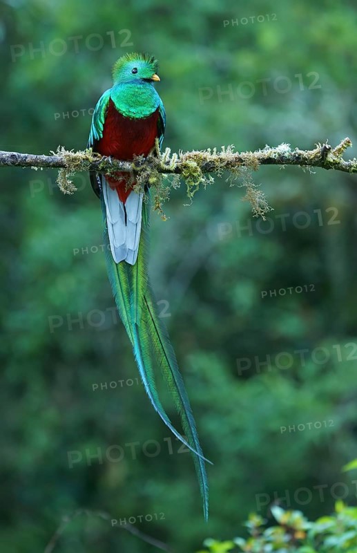 Resplendent Quetzal (Pharomachrus mocinno) sits on a branch
