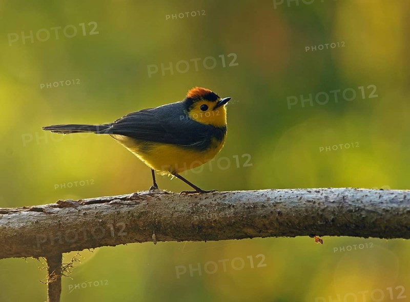 Collared whitestart (Myioborus torquatus) stands on branch