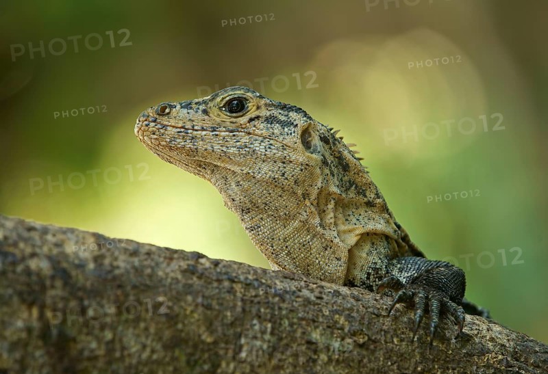 Black spiny-tailed iguana (Ctenosaura similis)