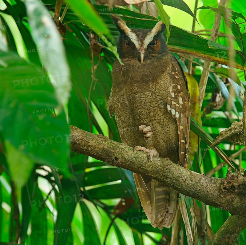 Crested owl (Lophostrix cristata) sitting in the tree