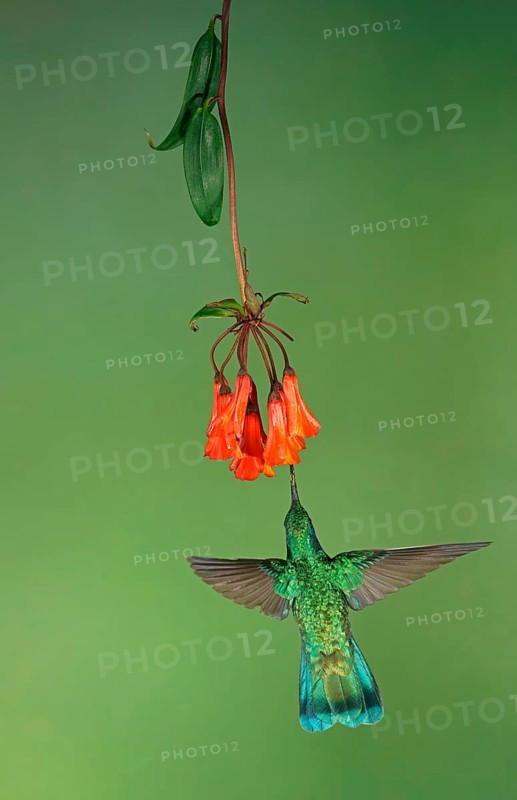 Mexican violetear (Colibri thalassinus) in flight