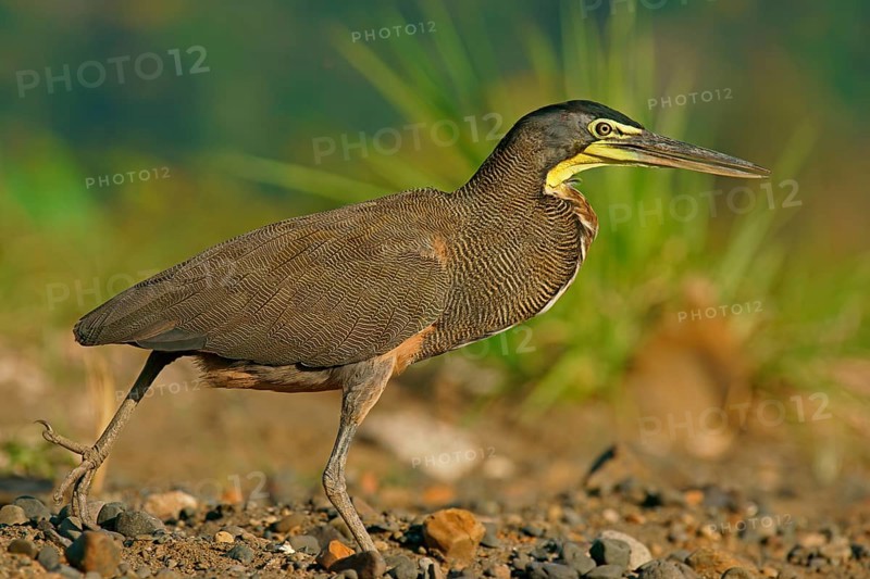 Bare-Throated Tiger Heron (Tigrisoma mexicanum)