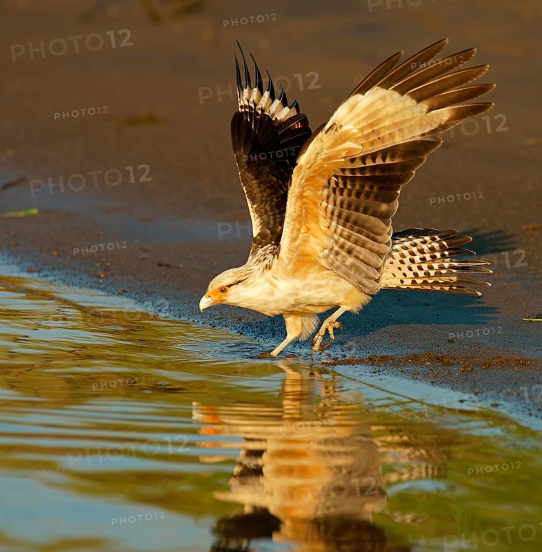 Yellow-headed caracara (Milvago chimachima) on the water