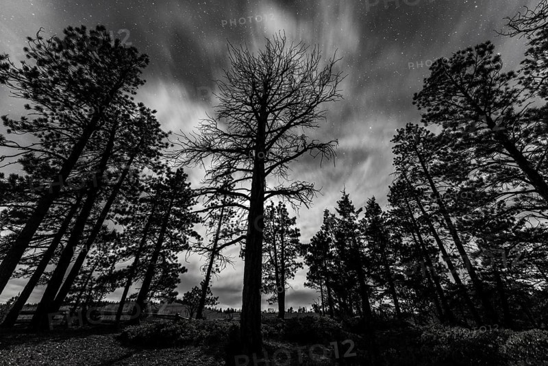 Silhouettes of trees at night under a starry sky
