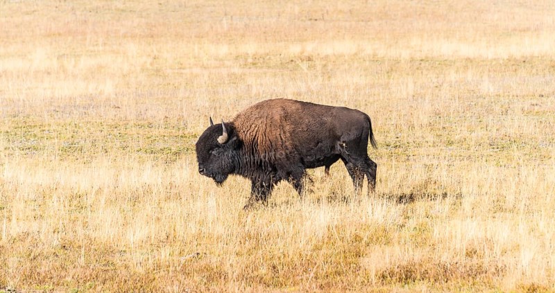 Beefalo