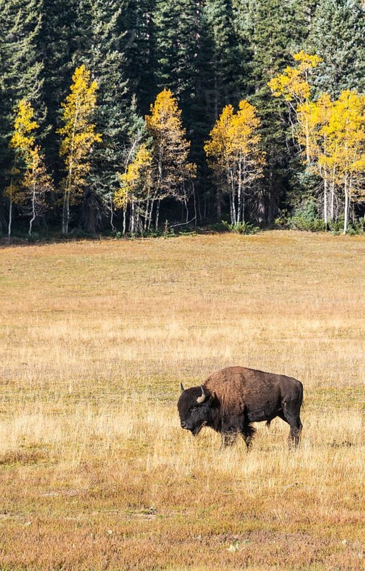 Beefalo