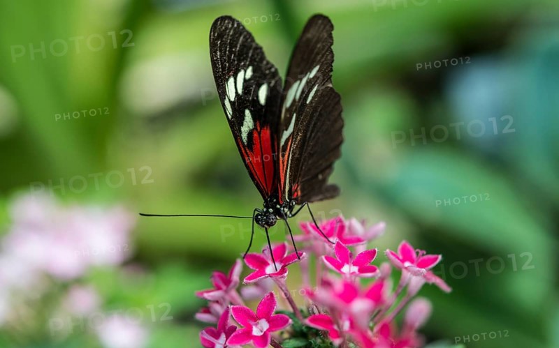 Doris Longwing (Laparus doris) on pink flower