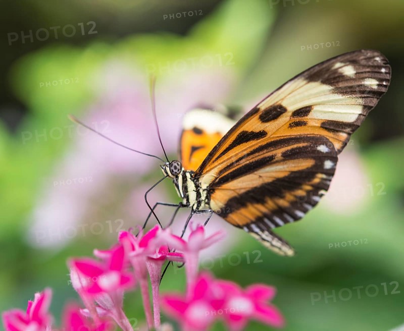 Xanthocles longwing (Heliconius xanthocles) sitting on pink flower