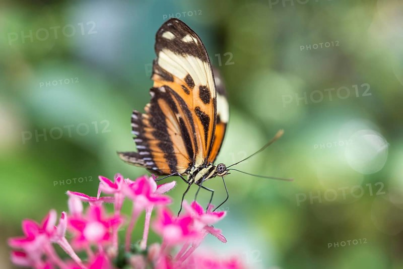 Xanthocles longwing (Heliconius xanthocles) sitting on pink flower