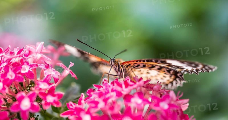 Brown or scarlet peacock (Anartia amathea) on flower