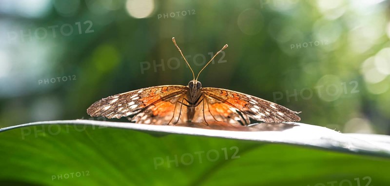 Brown or scarlet peacock (Anartia amathea)