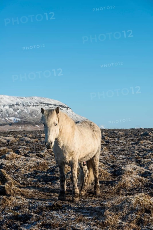 Icelandic horse (Equus przewalskii f. caballus)