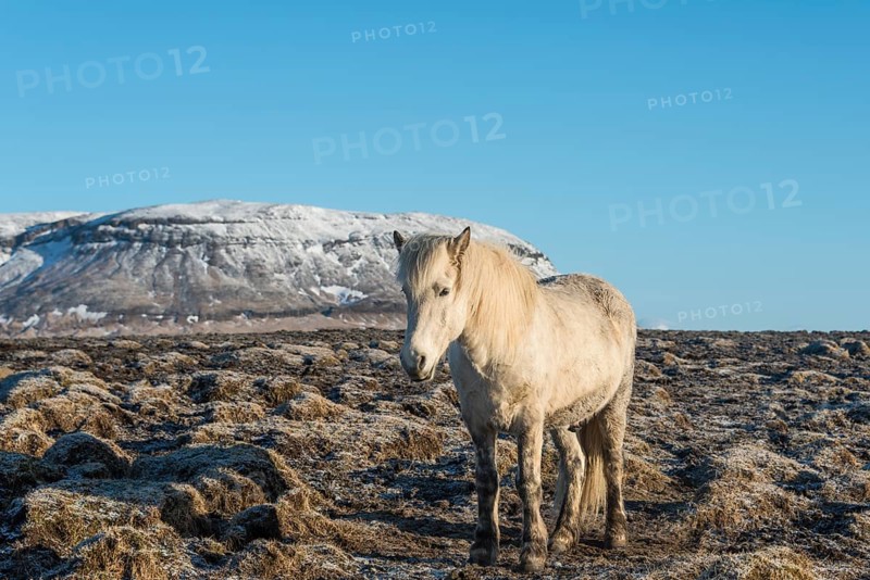 Icelandic horse (Equus przewalskii f. caballus)