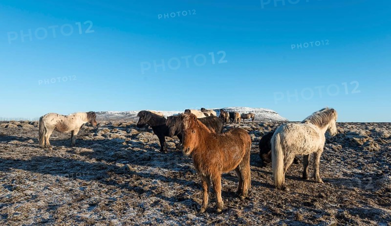 Icelandic horse (Equus przewalskii f. caballus)