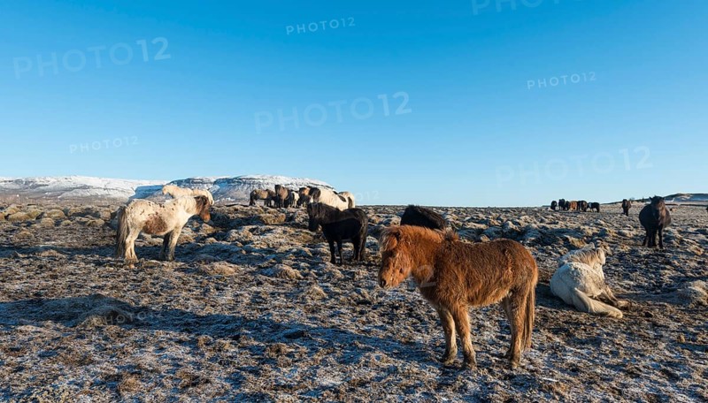 Island horse