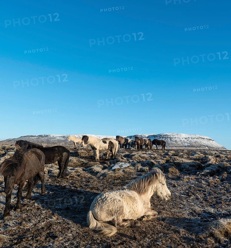 Icelandic horse (Equus przewalskii f. caballus)