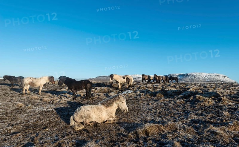 Icelandic horse (Equus przewalskii f. caballus)