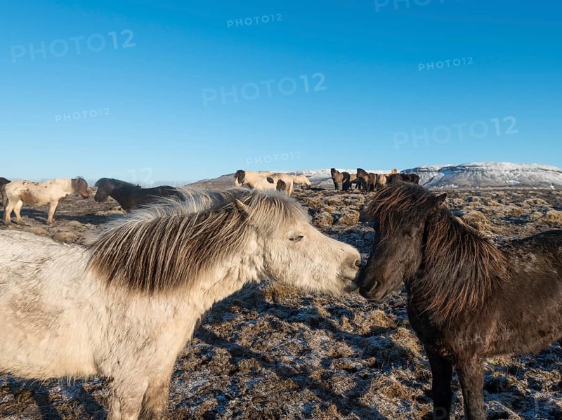 Two Icelandic horses (Equus przewalskii f. caballus)