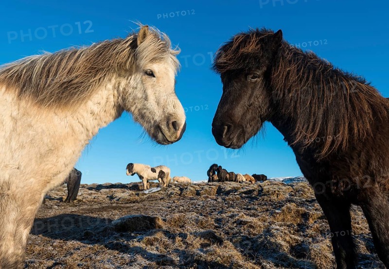 Two Icelandic horses (Equus przewalskii f. caballus)