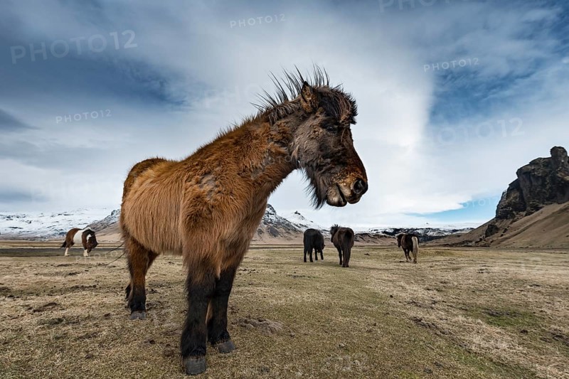 Icelandic horse (Equus przewalskii f. caballus) against dramatic sky
