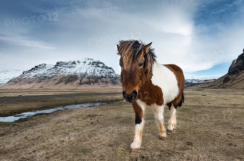 Icelandic horse (Equus przewalskii f. caballus) against dramatic sky