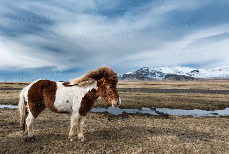 Icelandic horse (Equus przewalskii f. caballus) against dramatic sky