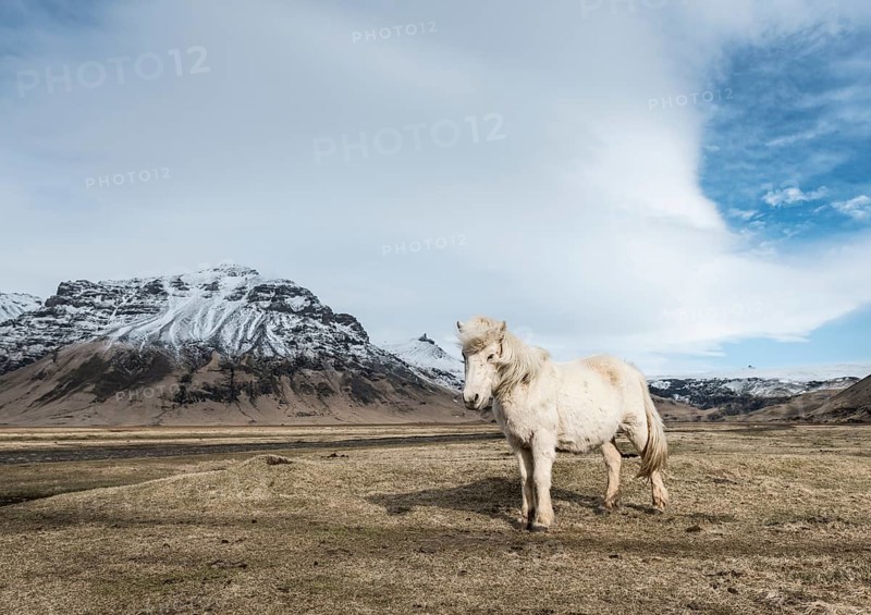 Icelandic horse (Equus przewalskii f. caballus) against dramatic sky