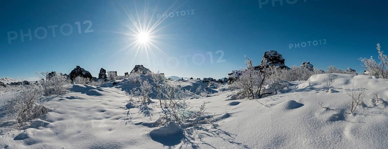 Sun shining on snowy bushes