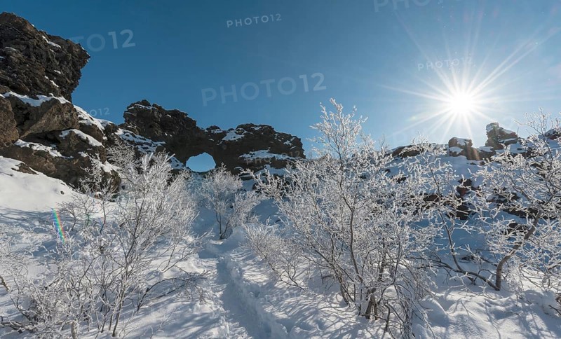 Sun shining on snowy bushes