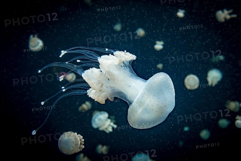 Jellyfish with white dots
