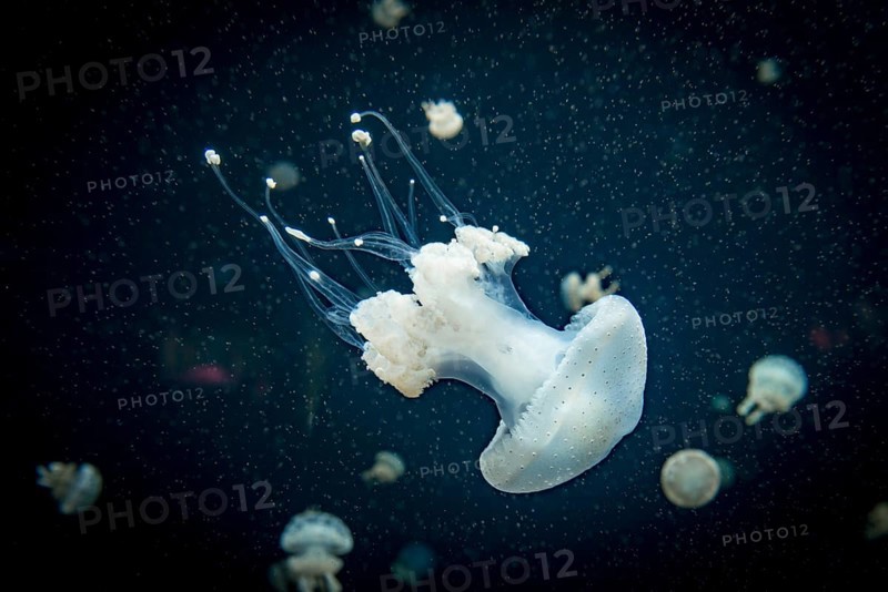 Jellyfish with white dots