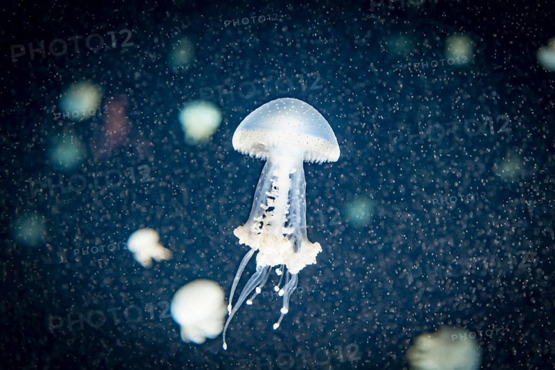Jellyfish with white dots