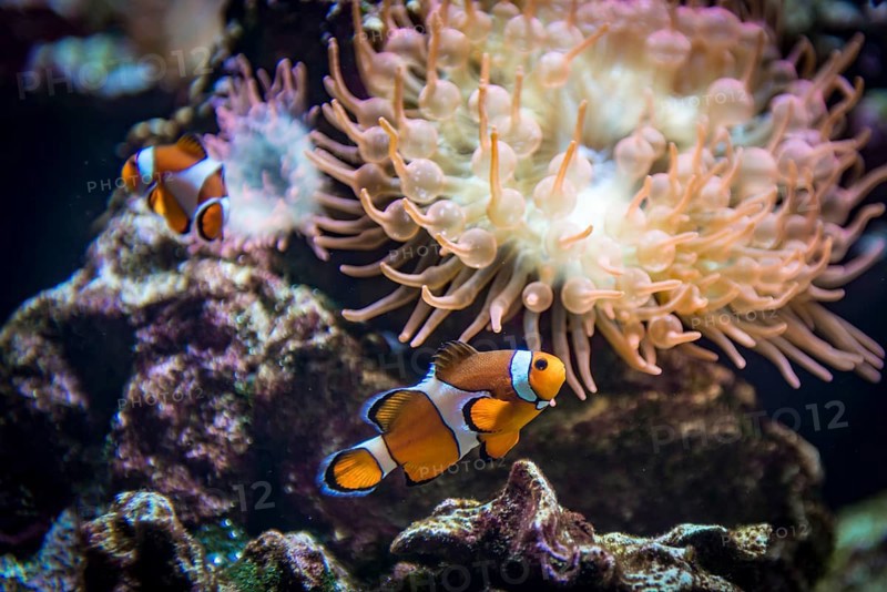 False percula clownfish (Amphiprion ocellaris) in front of a bubble-tip anemone (Entacmea quadricolor)