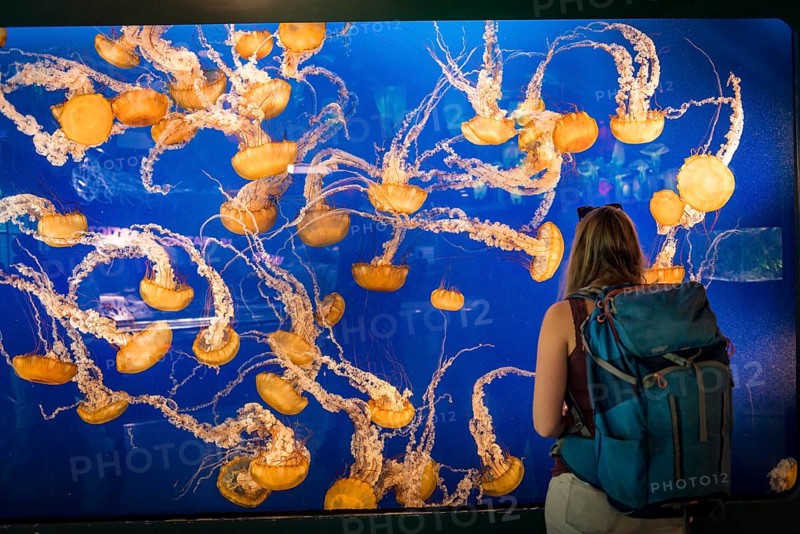 Visitor in front of an aquarium with Japanese sea nettle (Chrysaora pacifica)