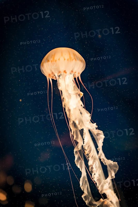 Japanese sea nettle (Chrysaora pacifica)