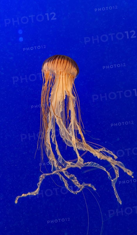 Japanese sea nettles (Chrysaora pacifica)