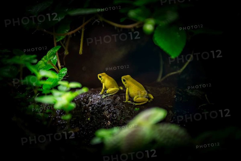 Terrible arrow poison frogs (Phyllobates terribilis)