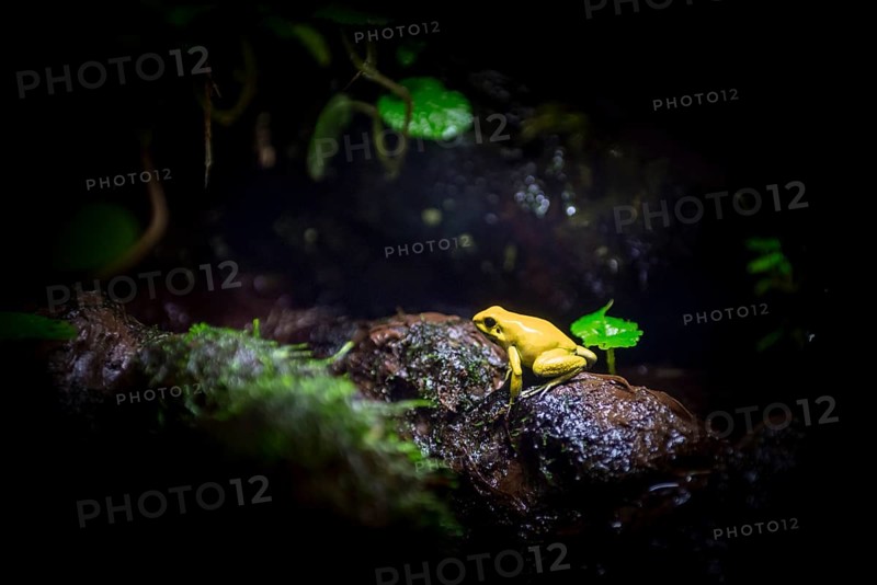 Golden poison frog (Phyllobates terribilis)