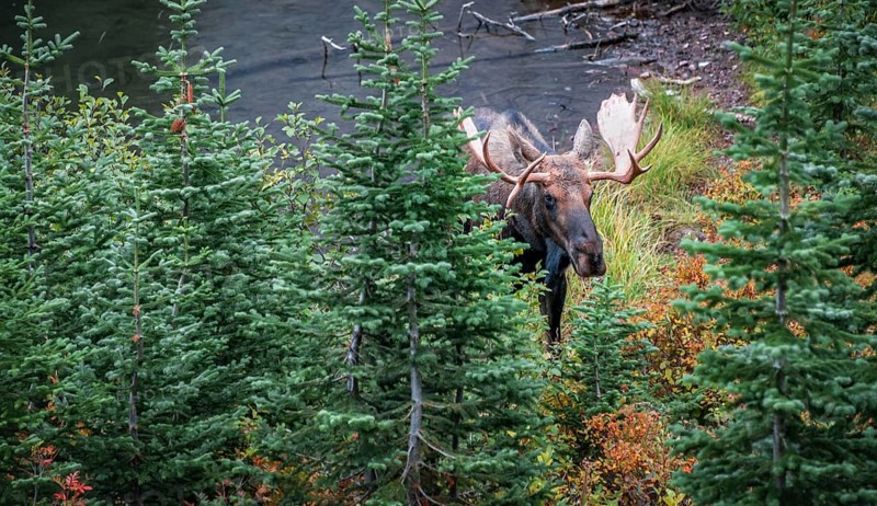 Elk (Alces alces) looks through trees