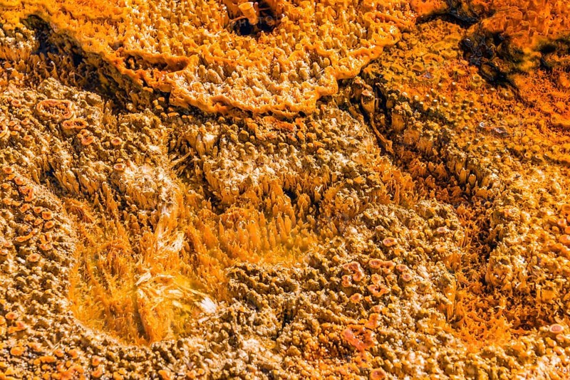 Yellow bacteria in a hot spring at Black Sand Basin and Biscuit Basin