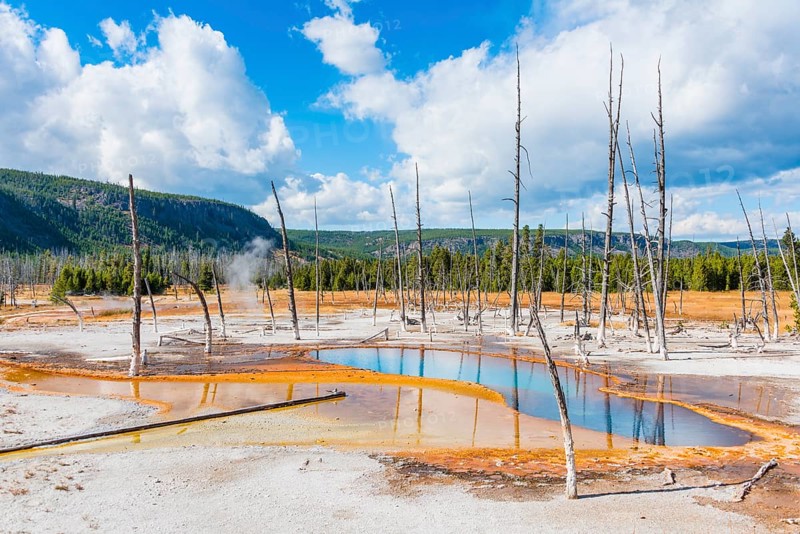 Dead trees at Opalescent Pool with mineral deposits