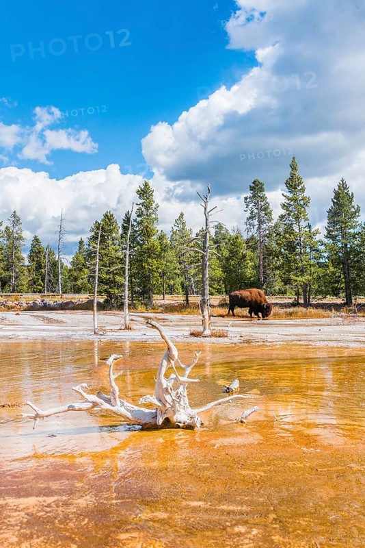 American Bison (Bos bison) grazes between dead trees at Opalescent Pool
