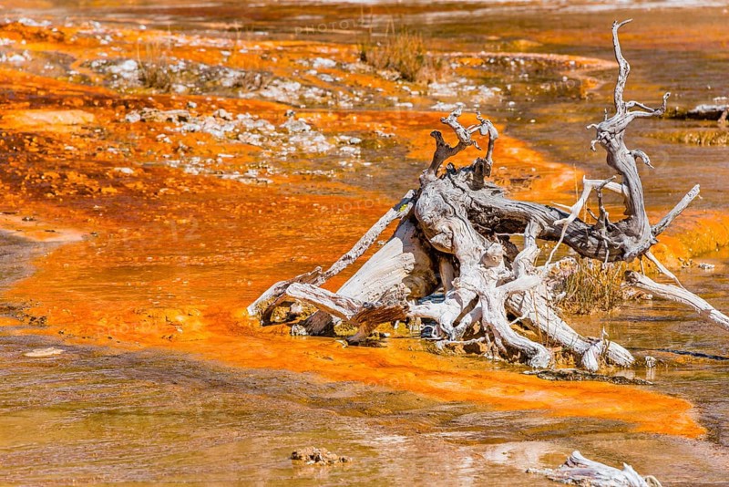 Gnarled tree root on yellow bacteria in a hot spring