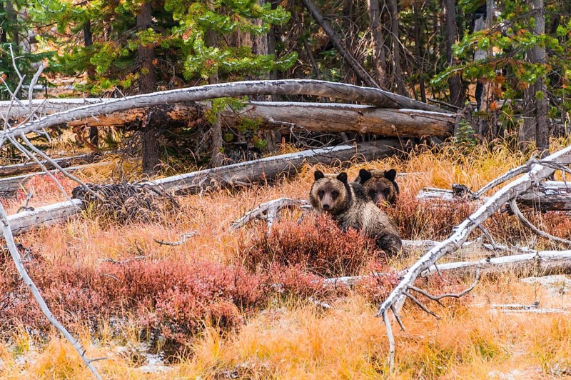 Two Grizzly bears (Ursus arctos horribilis)