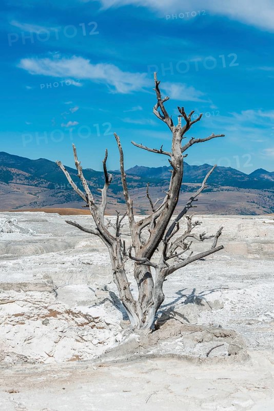 Dead tree