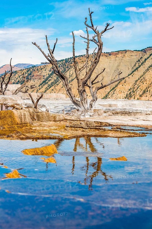 Dead trees on sinter terraces